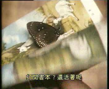 蝴蝶飞进家里 1980年什么命